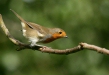 Robin <i>Erithacus rubecula</i>