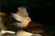 Robin <i>Erithacus rubecula</i>