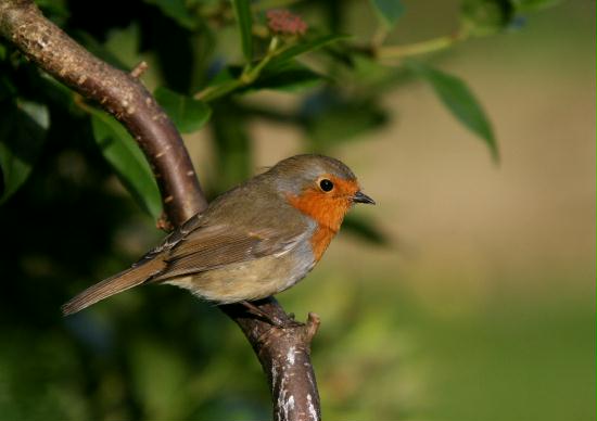 Robin <i>Erithacus rubecula</i>