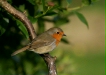 Robin <i>Erithacus rubecula</i>