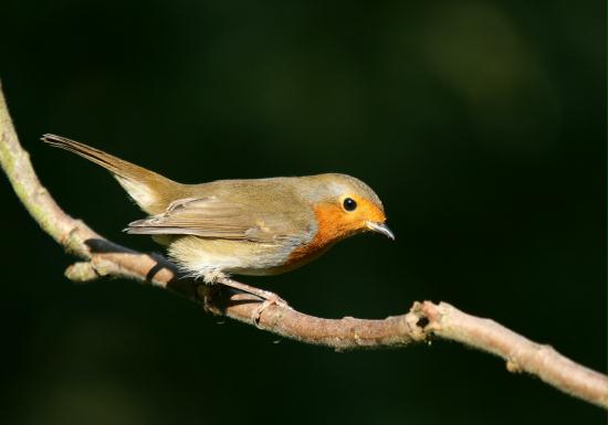 Robin <i>Erithacus rubecula</i>