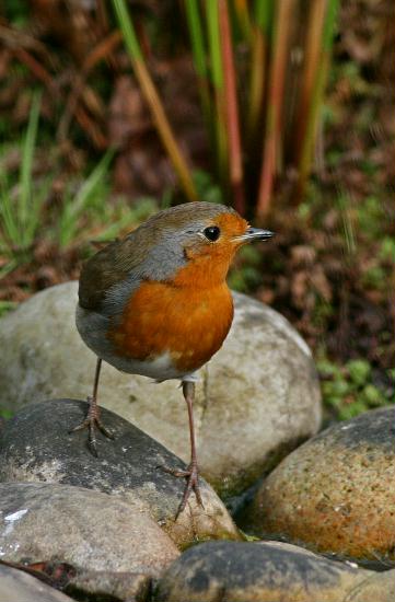 Robin <i>Erithacus rubecula</i>