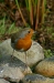 Robin <i>Erithacus rubecula</i>