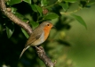 Robin <i>Erithacus rubecula</i>