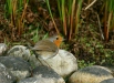 Robin <i>Erithacus rubecula</i>