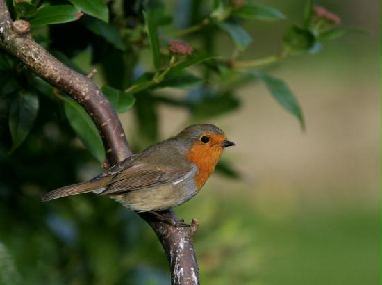 Robin <i>Erithacus rubecula</i>