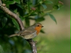 Robin <i>Erithacus rubecula</i>