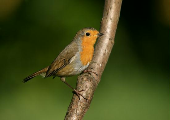 Robin <i>Erithacus rubecula</i>