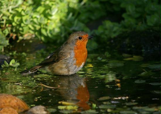 Robin <i>Erithacus rubecula</i>