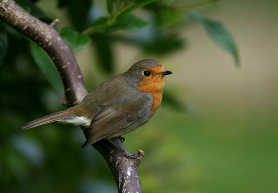 Robin <i>Erithacus rubecula</i>
