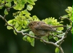 Robin <i>Erithacus rubecula</i>