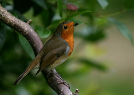 Robin <i>Erithacus rubecula</i>