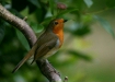 Robin <i>Erithacus rubecula</i>