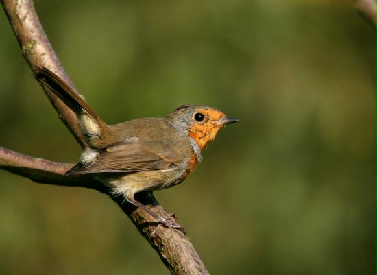 Robin <i>Erithacus rubecula</i>