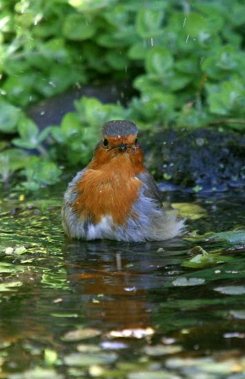Robin <i>Erithacus rubecula</i>