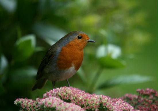 Robin <i>Erithacus rubecula</i>