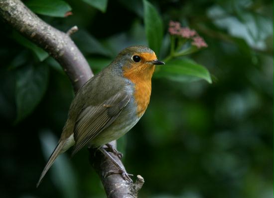 Robin <i>Erithacus rubecula</i>