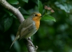 Robin <i>Erithacus rubecula</i>
