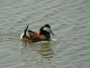Ruddy Duck