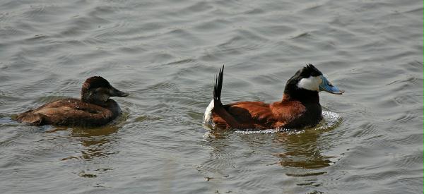 Ruddy Duck <i>Oxyura jamaicensis</i>