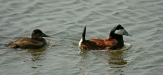 Ruddy Duck