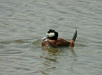 Ruddy Duck