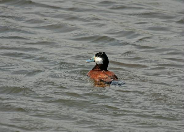 Ruddy Duck <i>Oxyura jamaicensis</i>