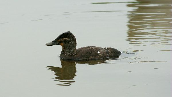 Ruddy Duck <i>Oxyura jamaicensis</i>