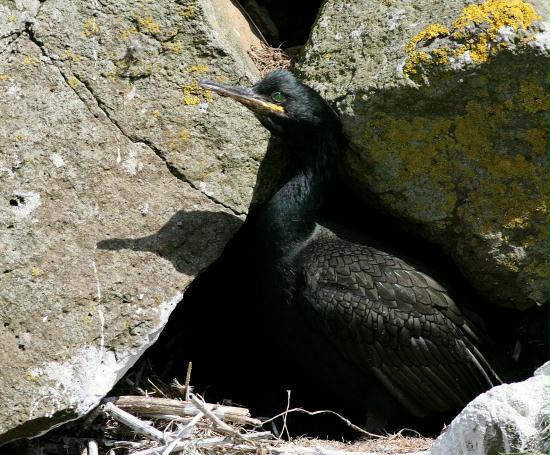 Shag <i>Phalacrocorax aristotelis</i>