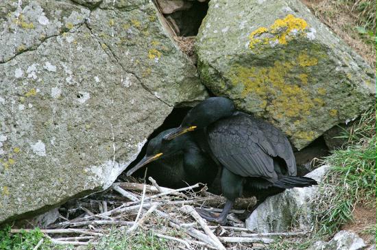 Shag <i>Phalacrocorax aristotelis</i>