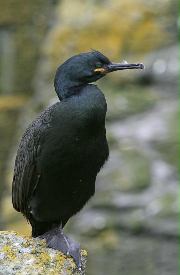 Shag <i>Phalacrocorax aristotelis</i>