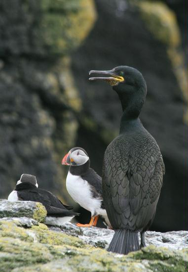 Shag <i>Phalacrocorax aristotelis</i>
