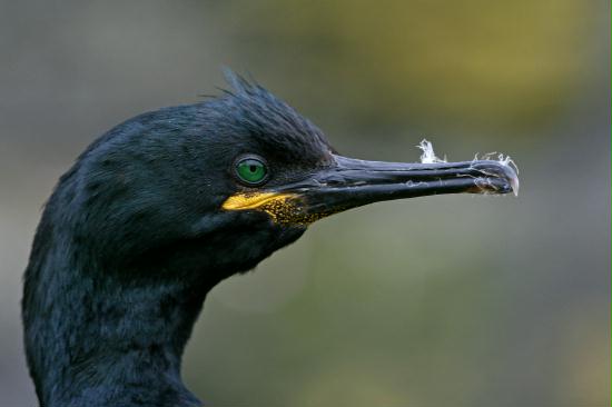 Shag <i>Phalacrocorax aristotelis</i>
