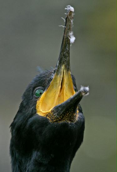 Shag <i>Phalacrocorax aristotelis</i>