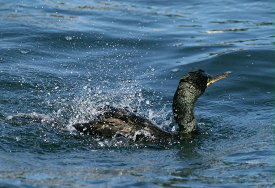 Shag <i>Phalacrocorax aristotelis</i>