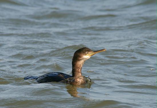 Shag <i>Phalacrocorax aristotelis</i>