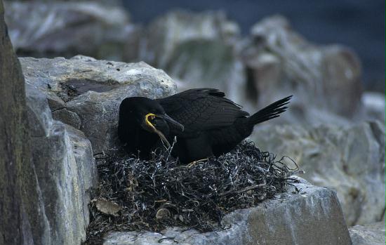 Shag <i>Phalacrocorax aristotelis</i>
