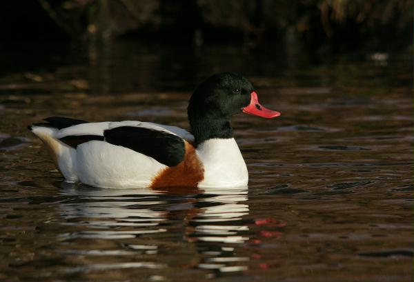 Shelduck <i>Tadorna tadorna</i>