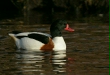 Shelduck