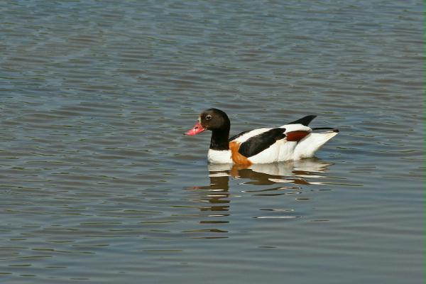 Shelduck <i>Tadorna tadorna</i>