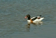 Shelduck