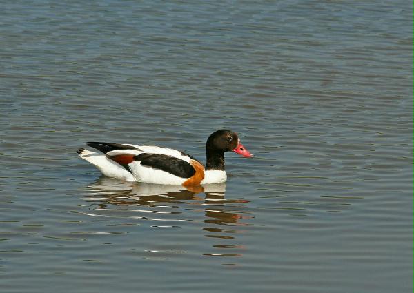 Shelduck <i>Tadorna tadorna</i>