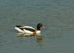 Shelduck
