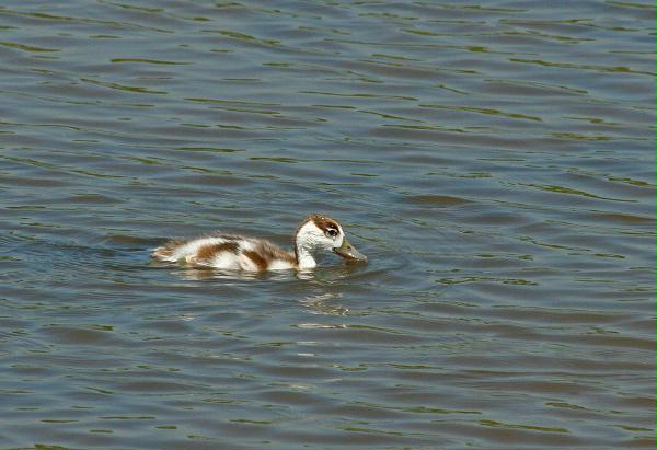 Shelduck <i>Tadorna tadorna</i>