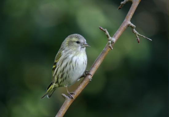 Siskin <i>Carduelis spinus</i>