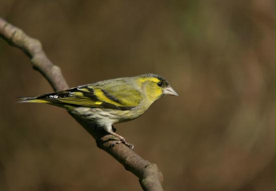 Siskin <i>Carduelis spinus</i>