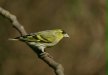 Siskin