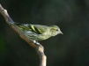 Siskin
