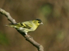 Siskin