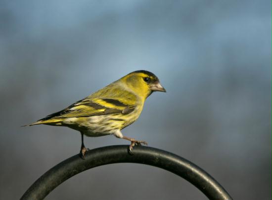 Siskin <i>Carduelis spinus</i>